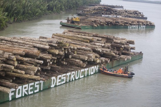 Forest Action on Illegally Felled Trees in Paia Port