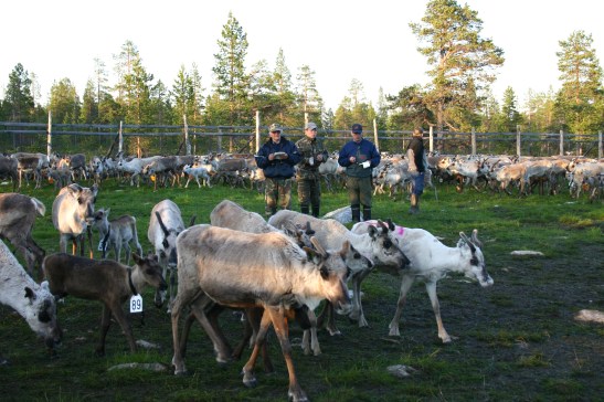 The Sami people of Finland - one of the IPCCA Local Assessment case studies